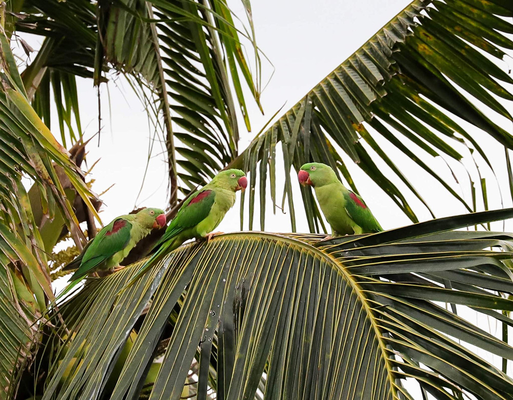 นกแก้วโม่ง