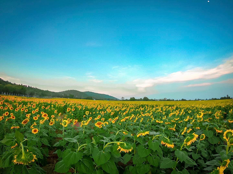 ทุ่งทานตะวัน อู่ทอง สุพรรณบุรี