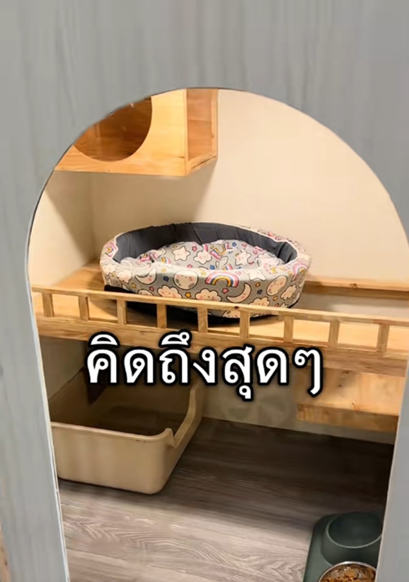 เลี้ยงแมว