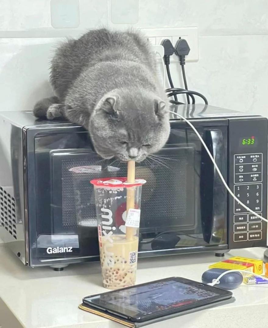 แมวแอบกิน