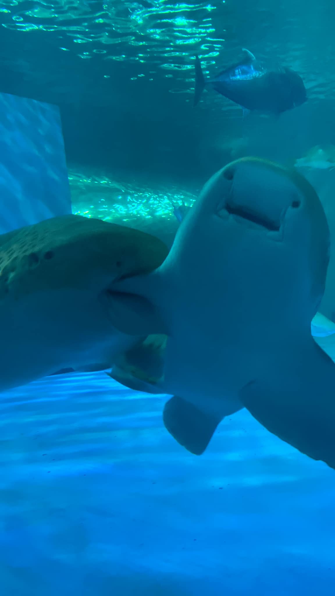 งับครีบ