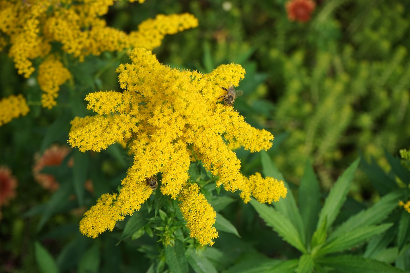 ไม้ดอกมีกลิ่นหอมอ่อน ๆ ดอกสร้อยทอง