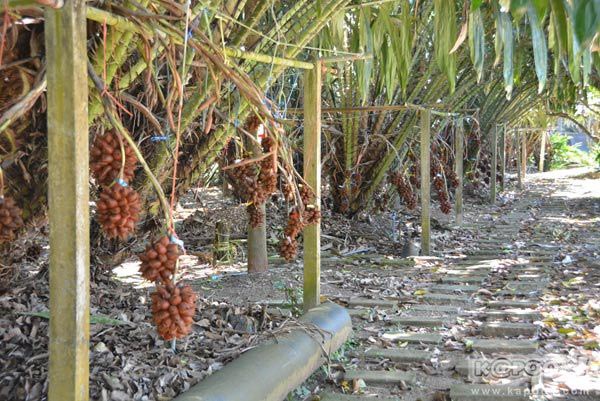 สวนสละสมโภชน์