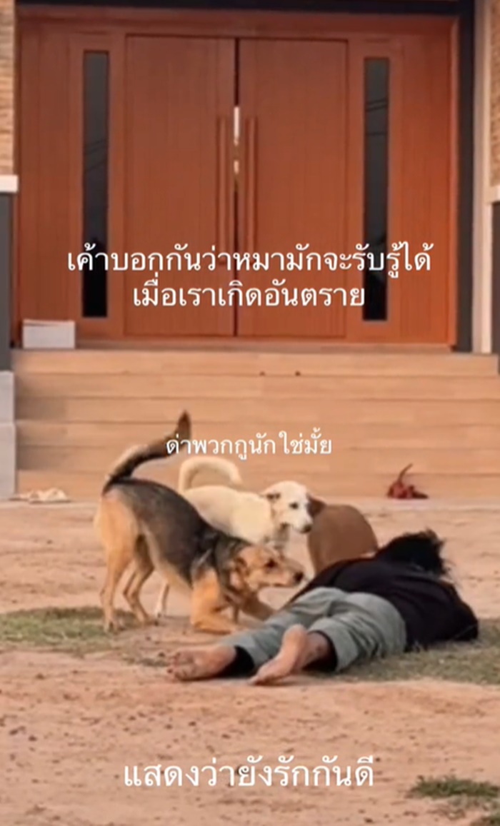 ลองใจหมา