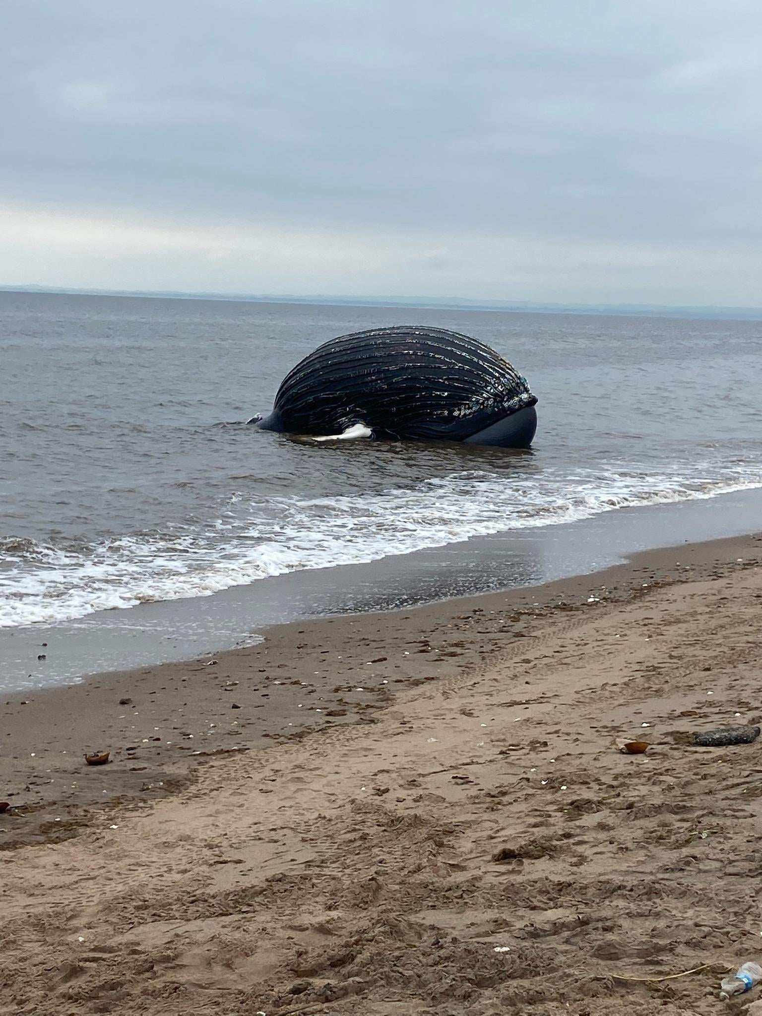 ซากวาฬหลังค่อม