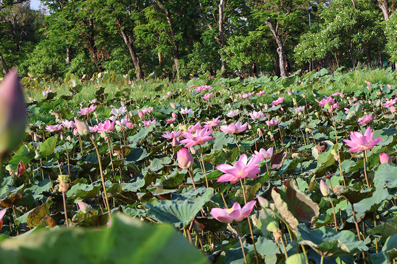 บึงบัว สวนรถไฟ