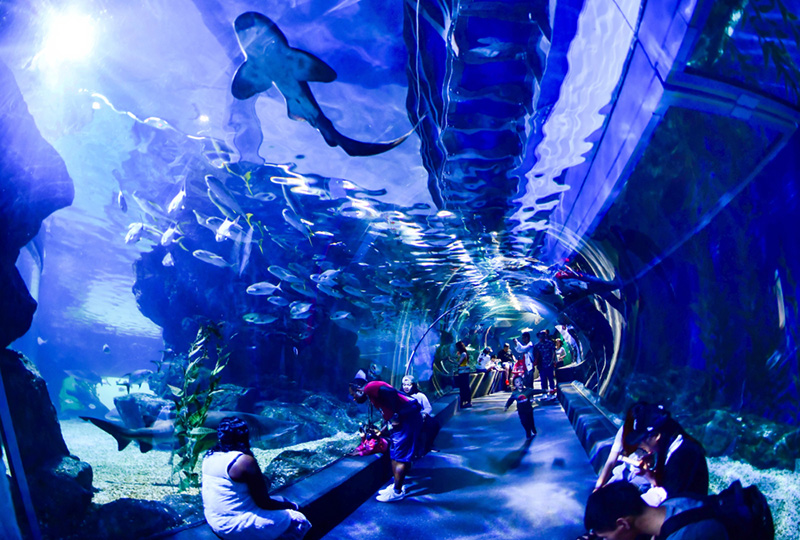 ที่เที่ยวสำหรับเด็ก 2567 Sea Life สยามพารากอน