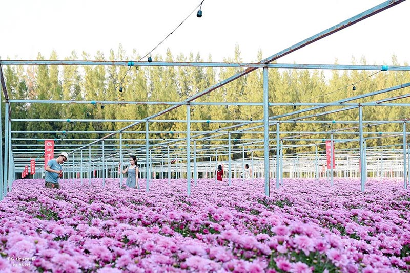 สวนดอกไม้ปทุมเจดีย์ ปทุมธานี