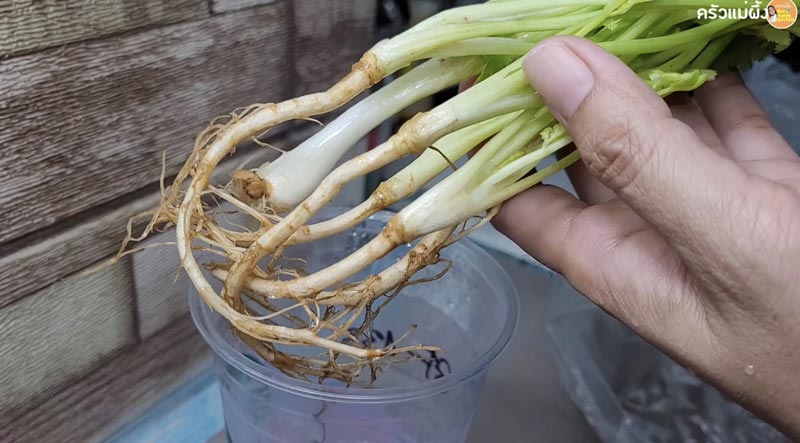 วิธีเก็บต้นหอมผักชี
