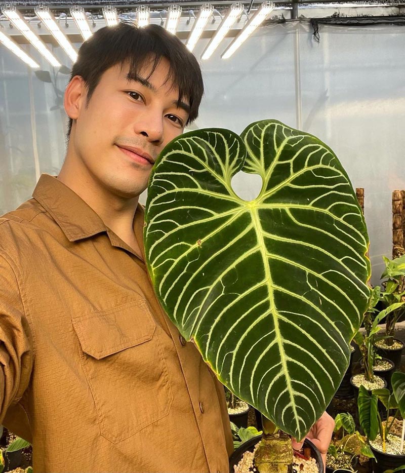 เคน ภูภูมิ