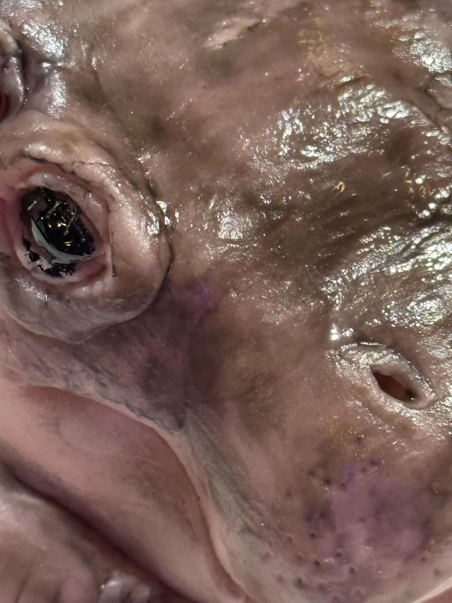 น้องหมูเด้ง