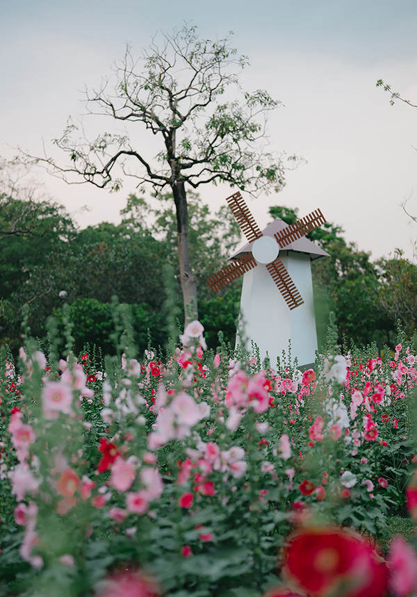 ทุ่งดอกฮอลลี่ฮ็อค สวนจตุจักร