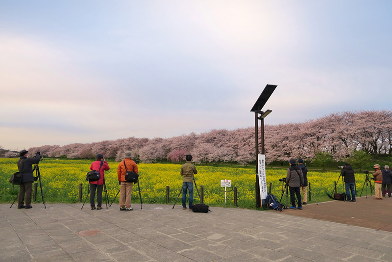 ซากุระ 2020