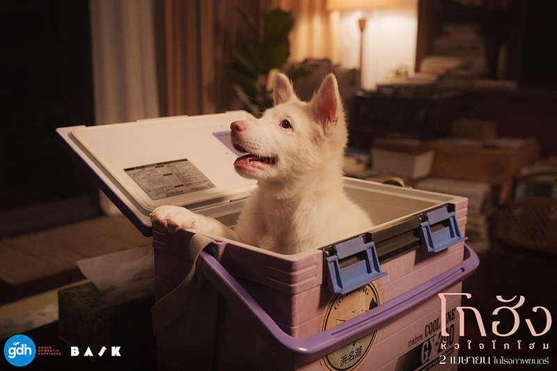 หนัง โกฮัง หัวใจโกโฮม หนังเกี่ยวกับสุนัข หนังใหม่ GDH 2569