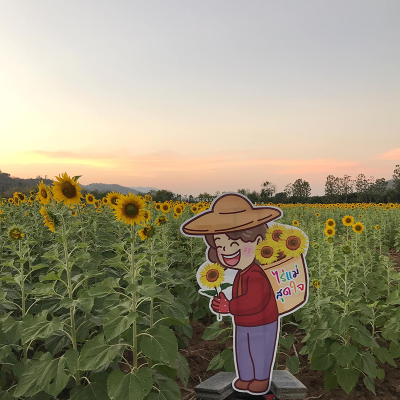 ทุ่งทานตะวันไร่แม่สุดใจ