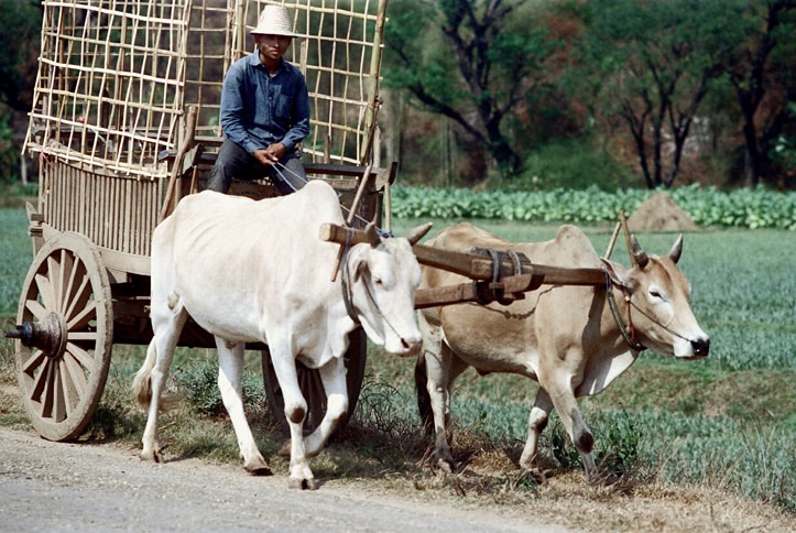 วิถีชีวิตชาวนา