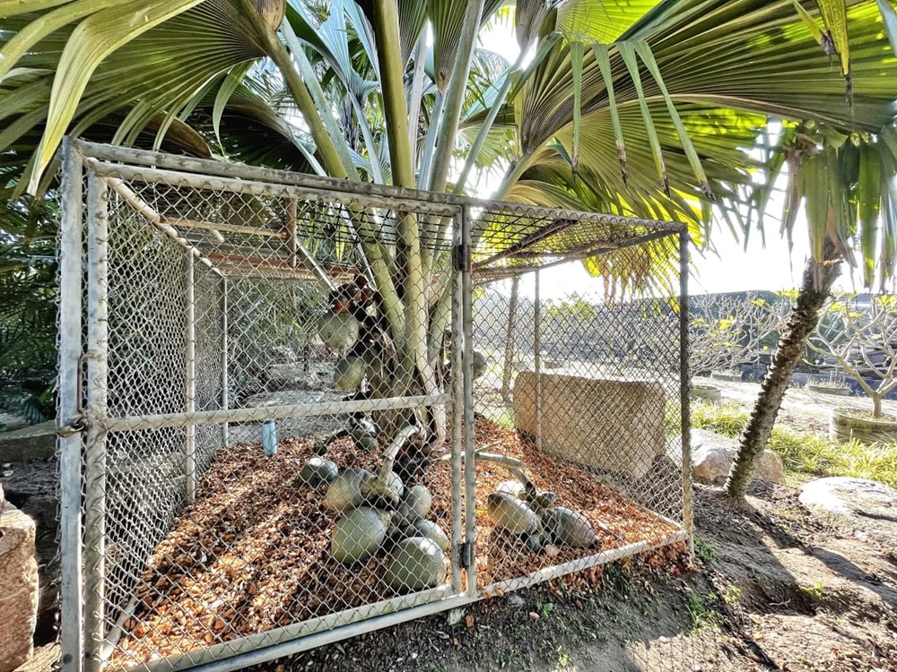 สวนนงนุช