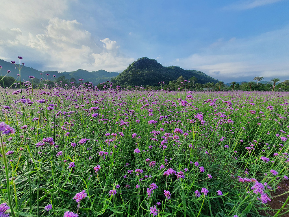 Hokkaido Flower Park Khaoyai