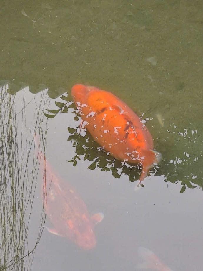 ปลาคาร์พ