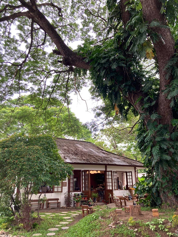 ร้านกาแฟเชียงใหม่ ธรรมชาติ