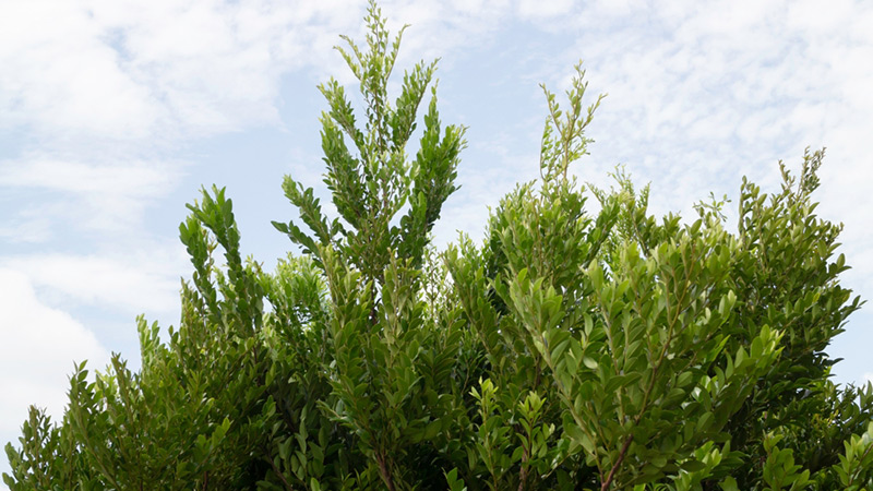 ร้ายขายต้นไม้ใหญ่ ตลาดต้นไม้สวนจตุจักร