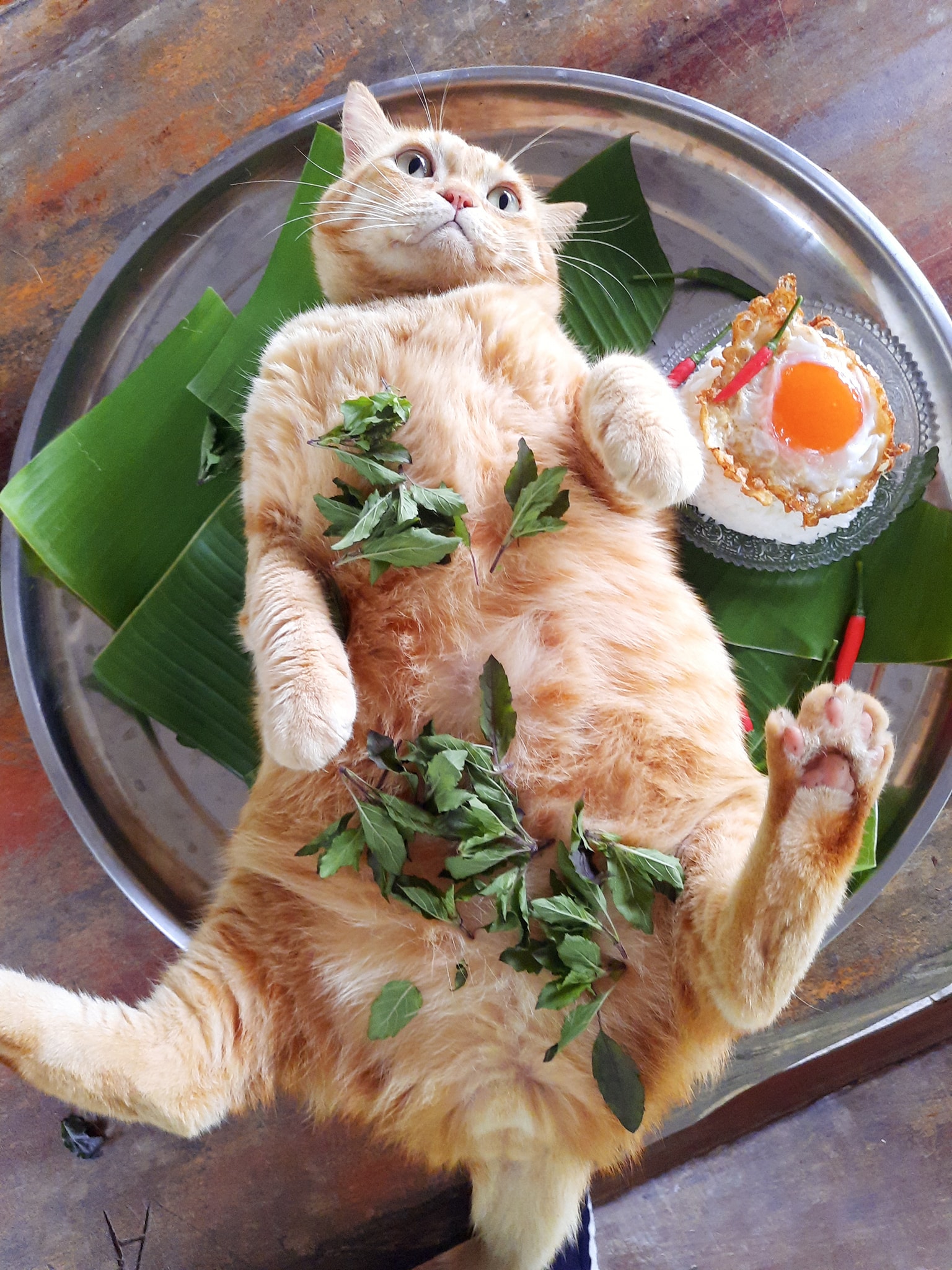 ละมุดแมวส้ม