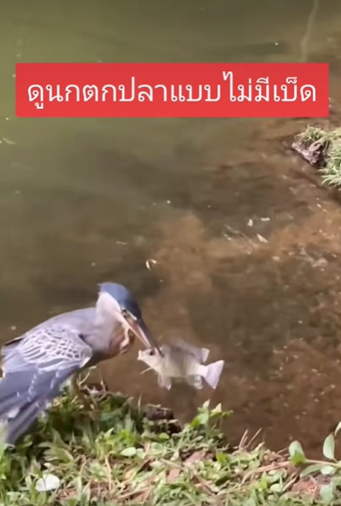 นกจับปลา