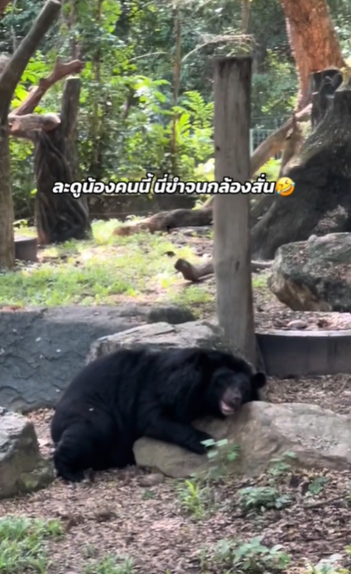 หมูเด้ง