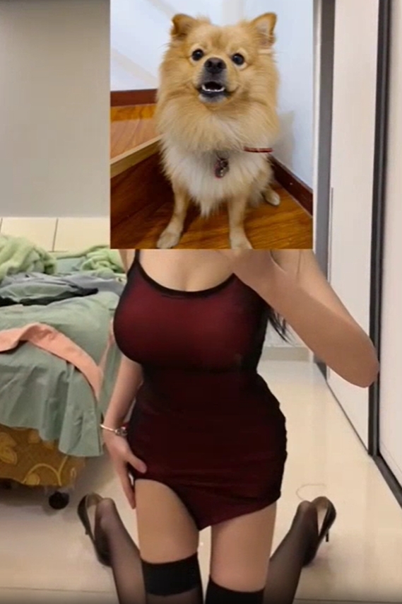 ประกาศหมาหาย