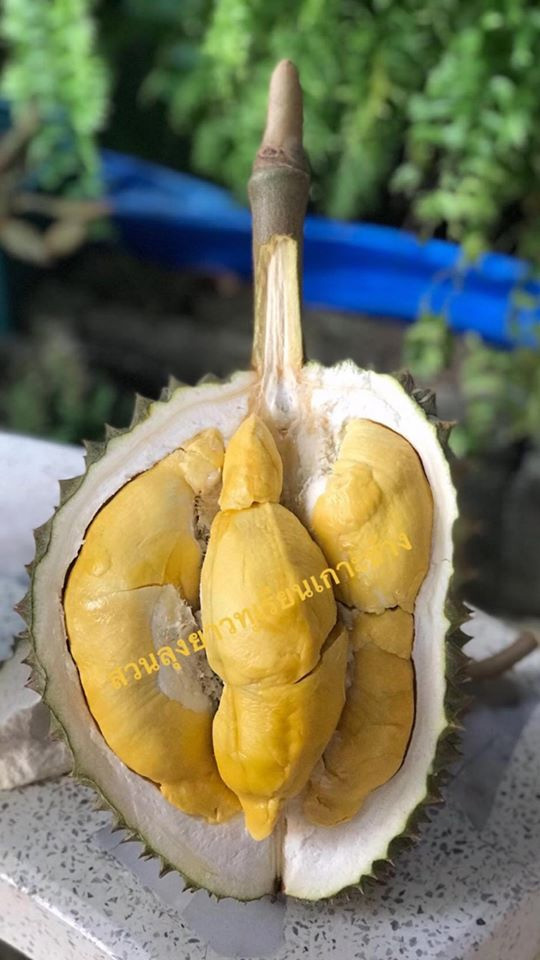 สวนผลไม้ตราด