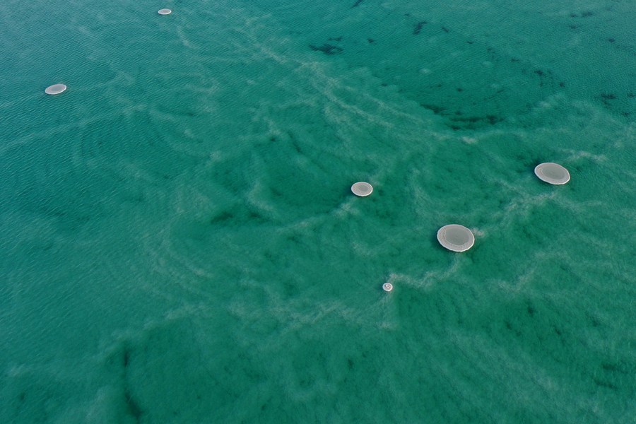 เห็ดยักษ์บนผืนน้ำ