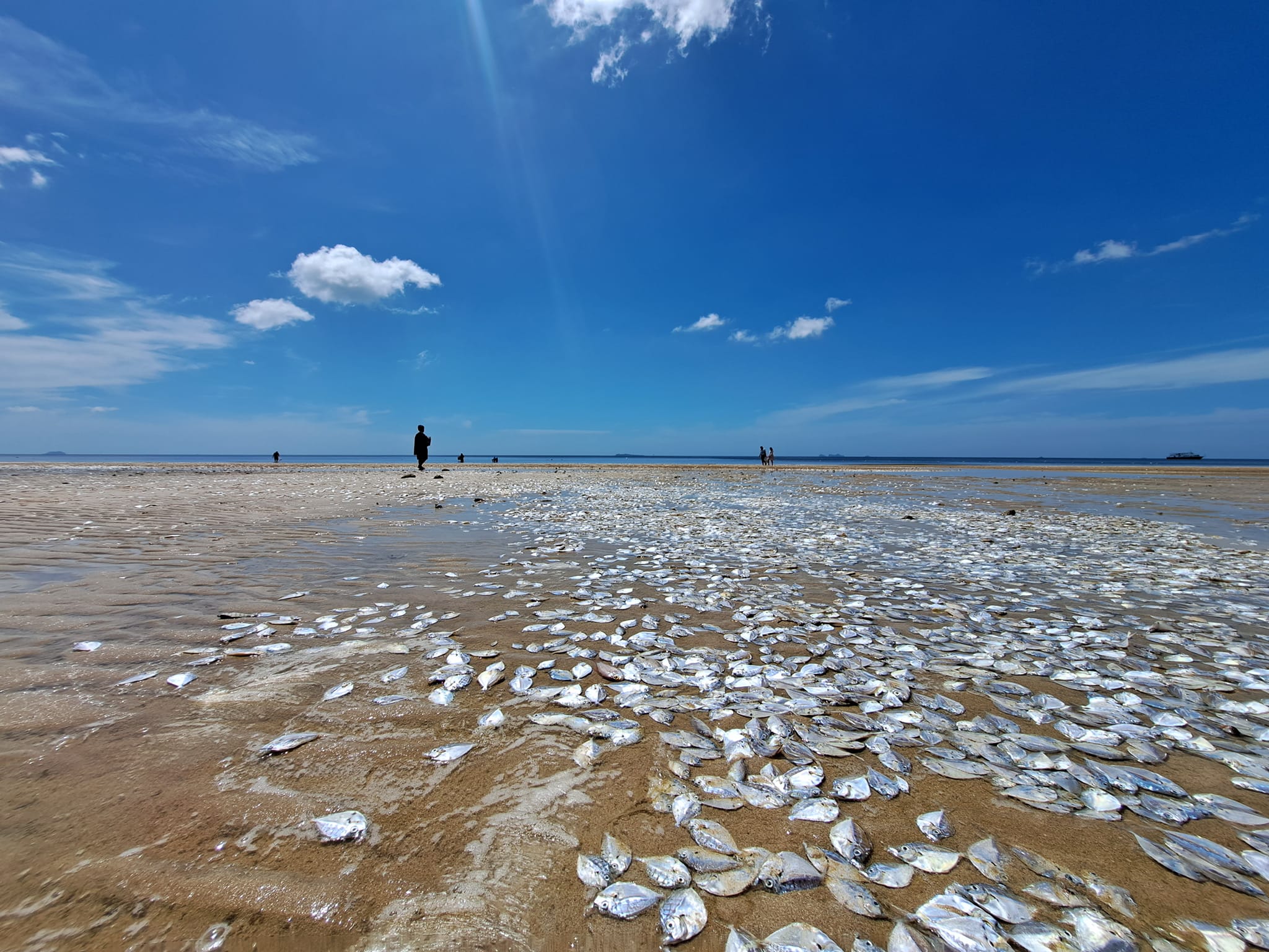 ปลาเกยตื้น