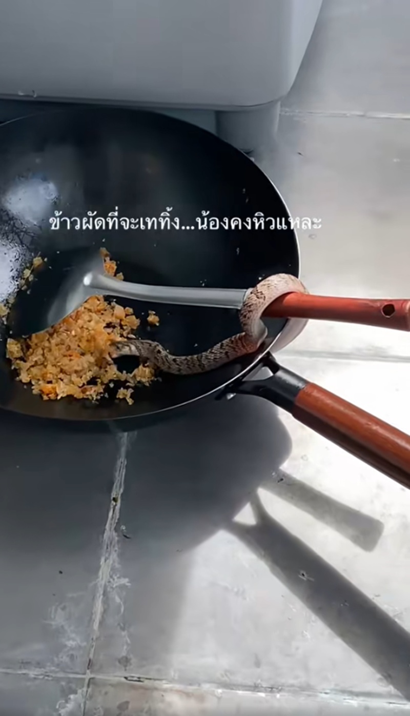 งูกินข้าวผัด