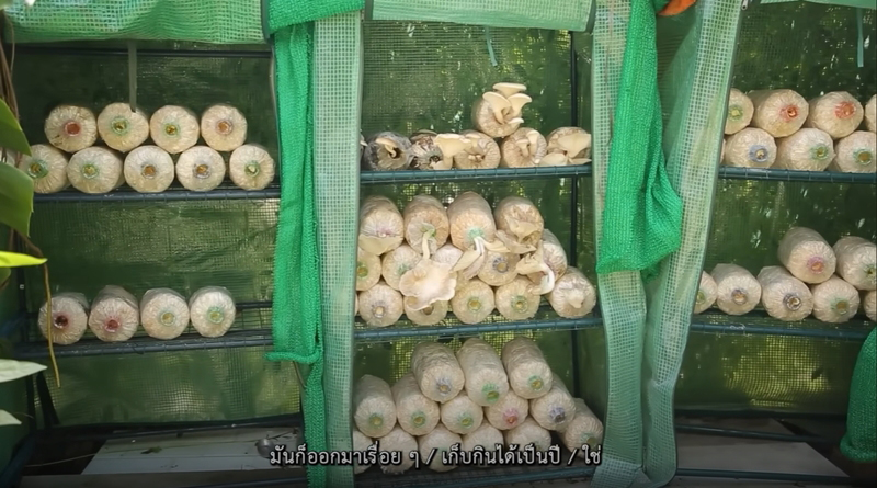 บ้าน จอย รินลณี เพาะเห็ด
