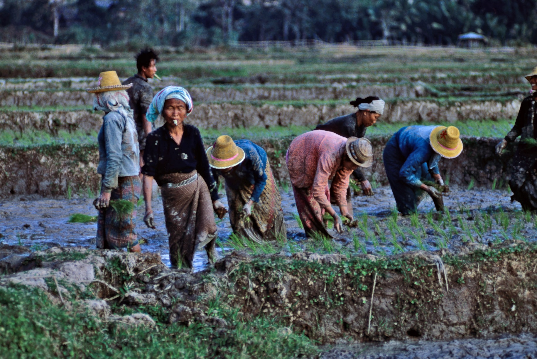 แม่ฮ่องสอน