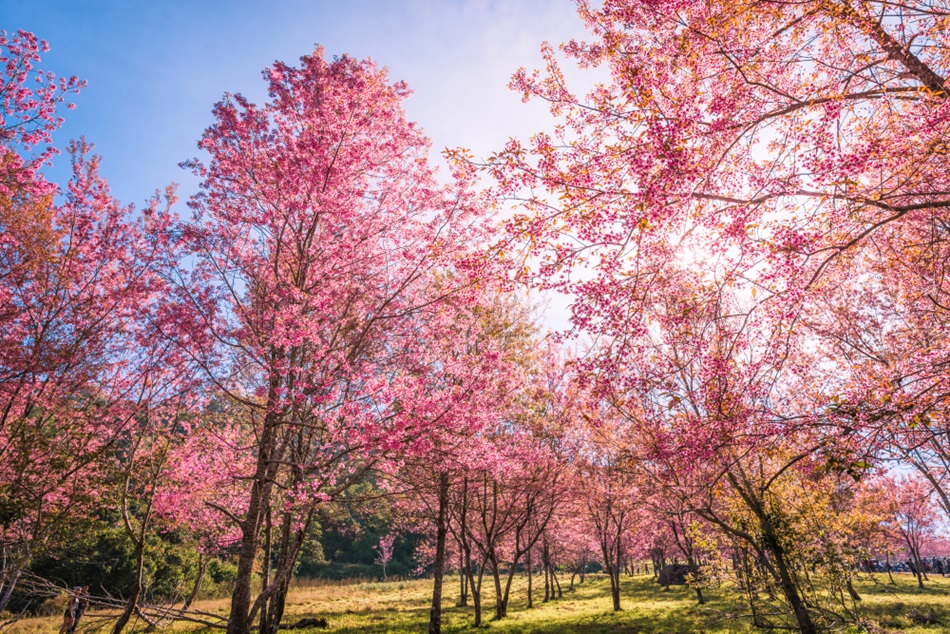 ภูลมโล