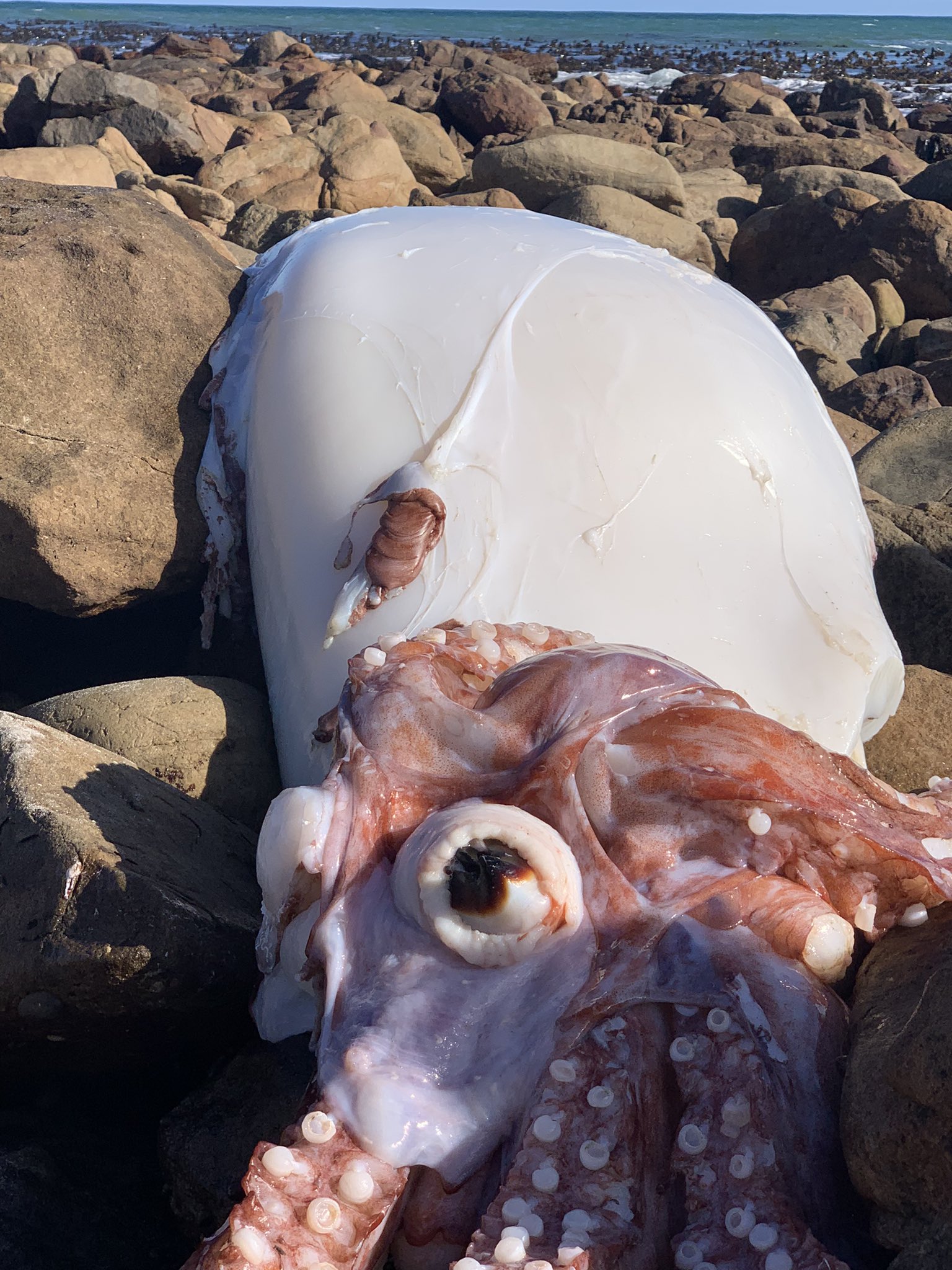 หมึกยักษ์