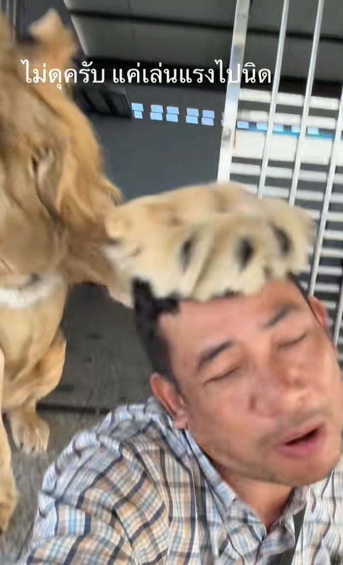 เล่นกับสิงโต