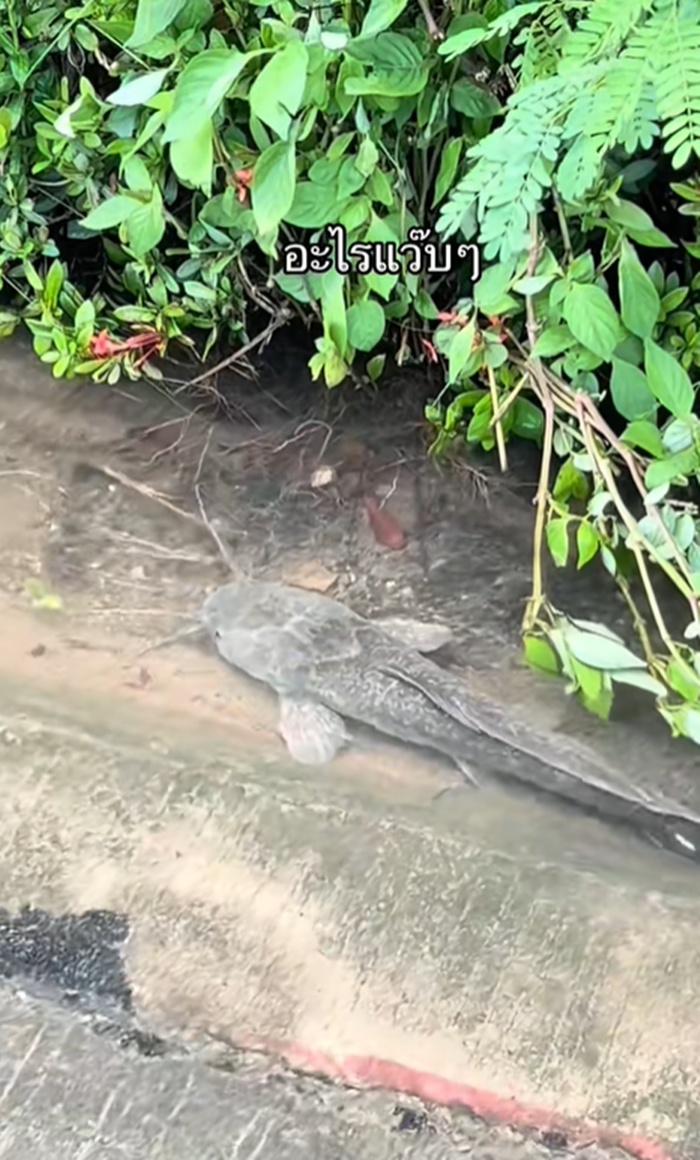 น้ำท่วม