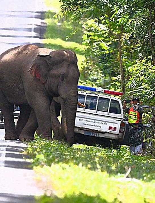 มิตรภาพต่างสายพันธุ์