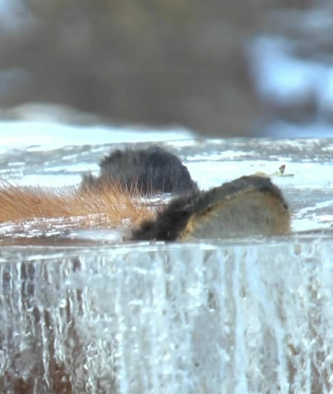 สุนัขจิ้งจอก