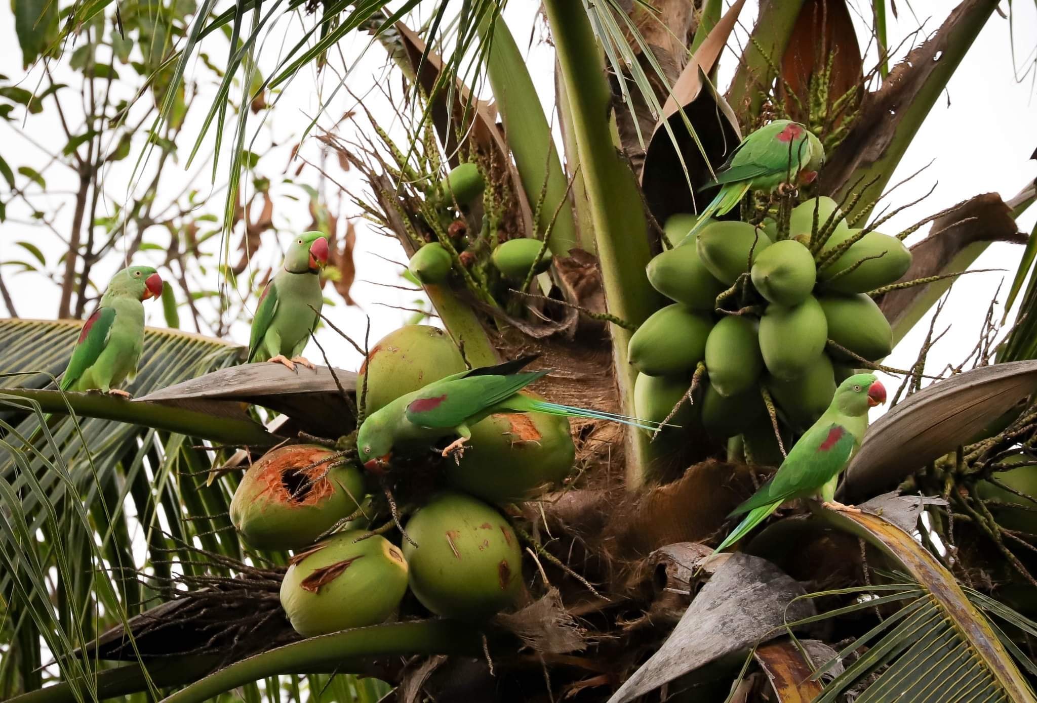 นกแก้วโม่ง