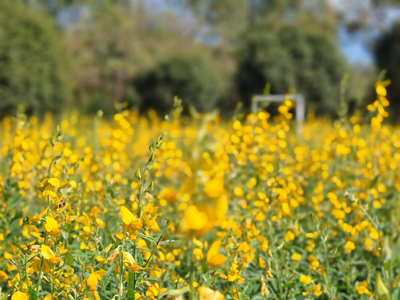 ทุ่งปอเทือง สวนรถไฟ 2569