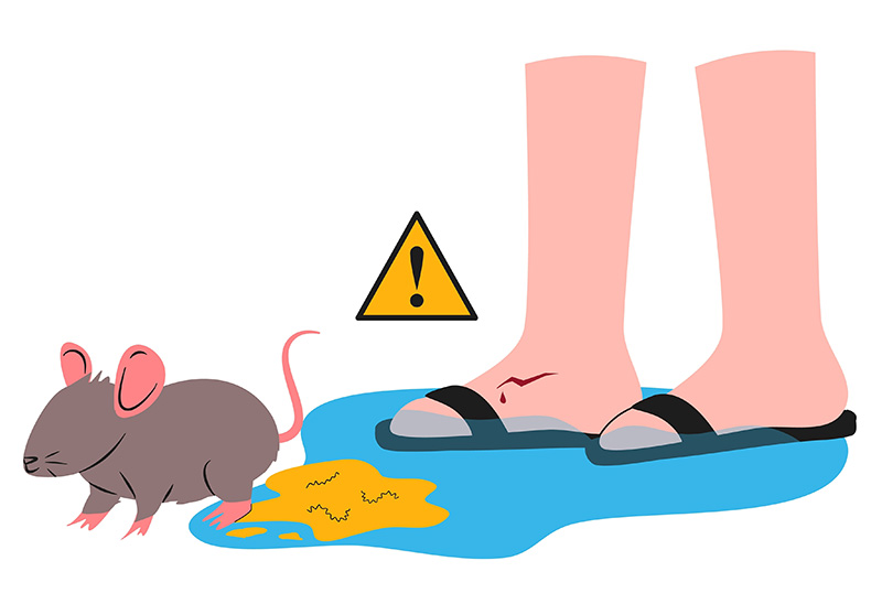 โรคฉี่หนู