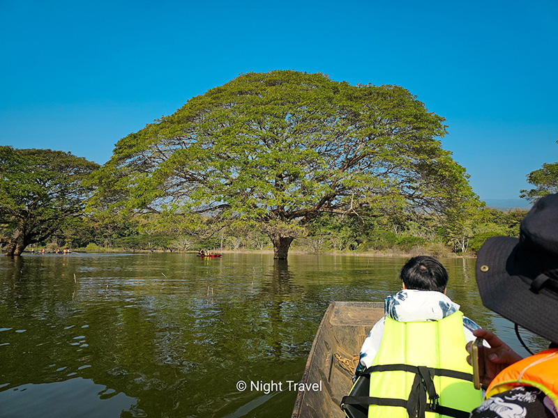 ล่องเรือชมต้นฉำฉา ที่เที่ยวเชียงใหม่