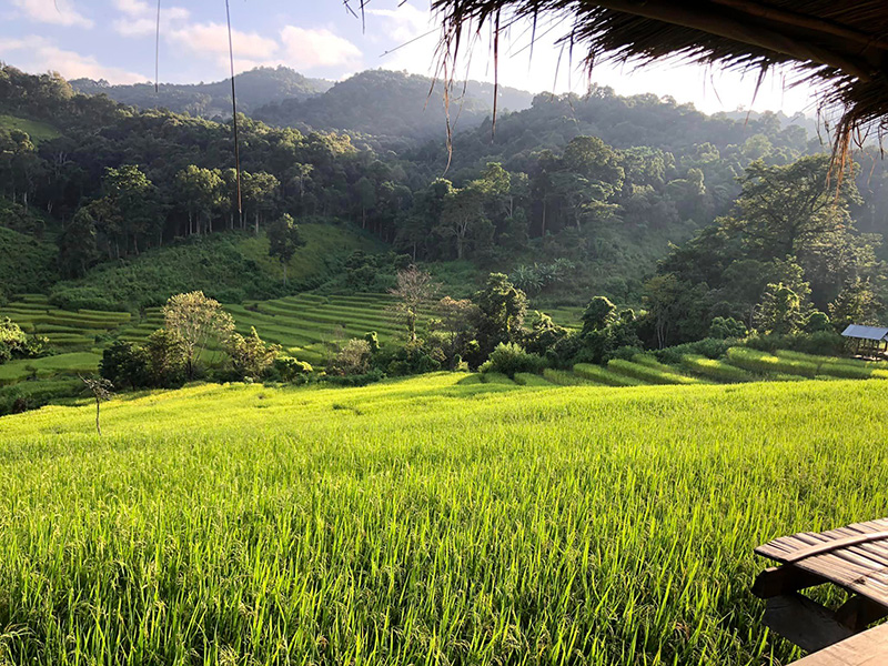 มองเห็นนาขั้นบันไดจากบ้านพัก บ้างปางมะโอ