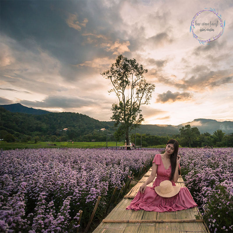 สวนดอกมาร์กาเร็ต เชียงใหม่ 