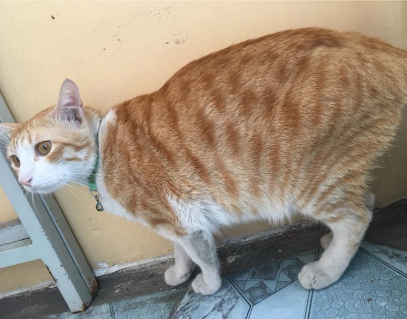 แมวจรจัด