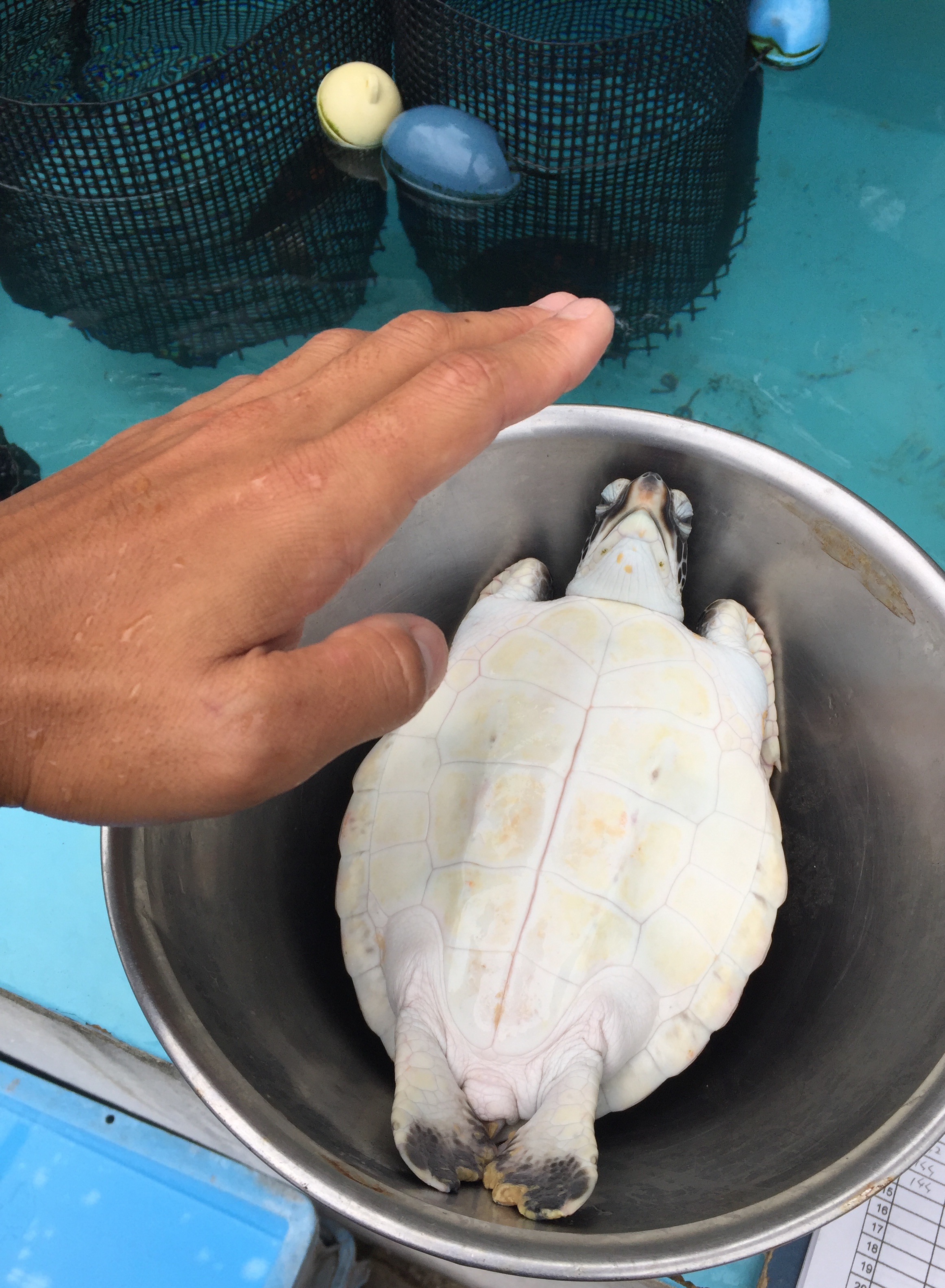 เต่าทะเล