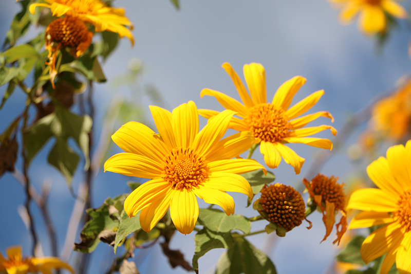 ทุ่งดอกบัวตอง ดอยแม่อูคอ